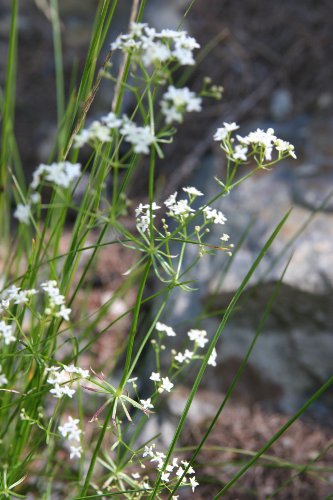 Alpen-Labkraut / Galium anisophyllon