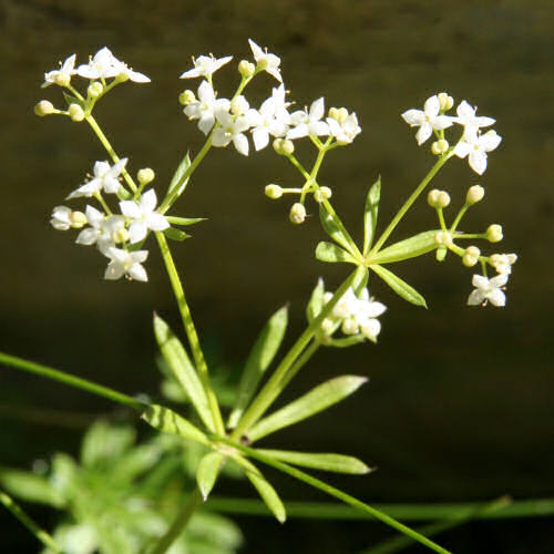 Alpen-Labkraut / Galium anisophyllon