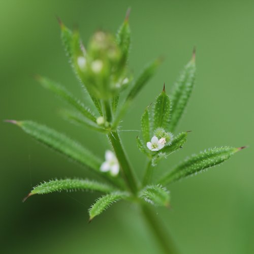 Kletten-Labkraut / Galium aparine