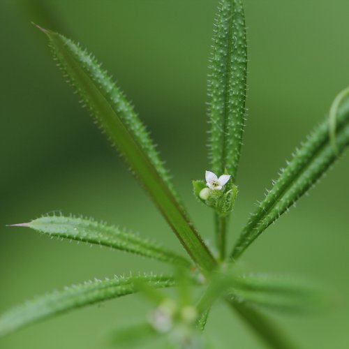 Kletten-Labkraut / Galium aparine