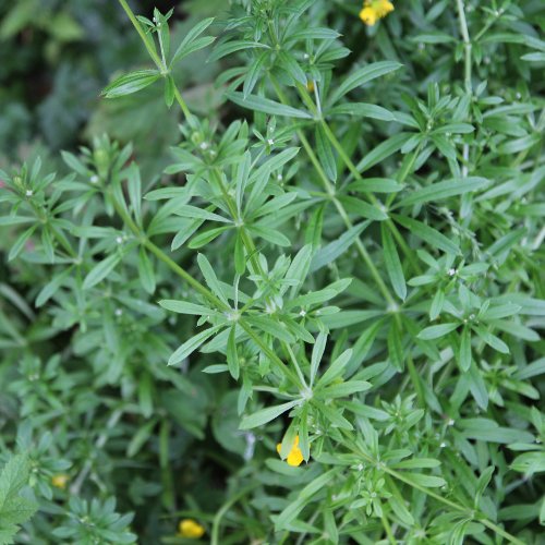 Kletten-Labkraut / Galium aparine