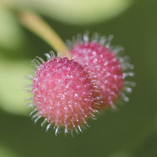 Kletten-Labkraut / Galium aparine