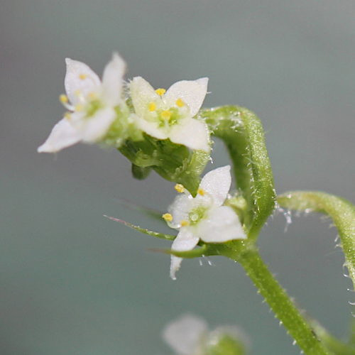 Kletten-Labkraut / Galium aparine