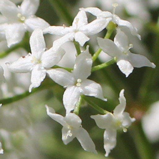 Nordisches Labkraut / Galium boreale