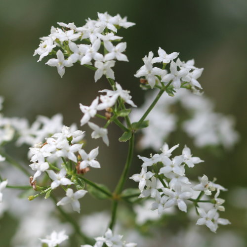 Nordisches Labkraut / Galium boreale