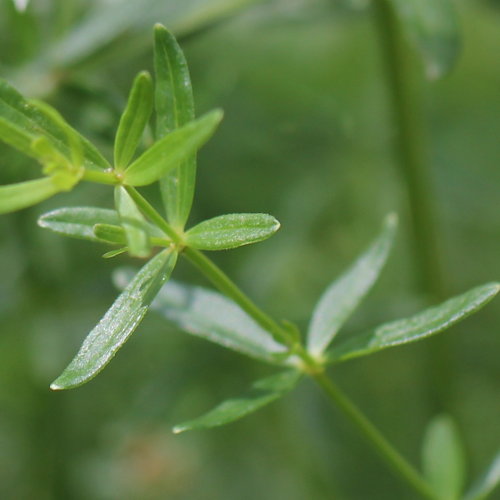 Nordisches Labkraut / Galium boreale