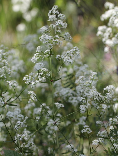 Nordisches Labkraut / Galium boreale