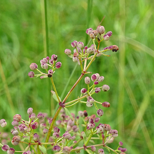 Nordisches Labkraut / Galium boreale