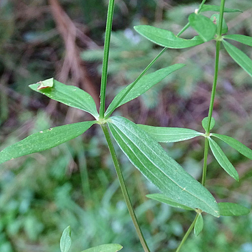 Nordisches Labkraut / Galium boreale