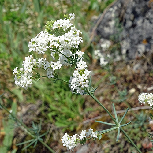 Blaugrünes Labkraut / Galium glaucum