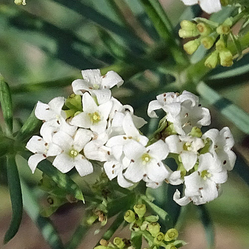 Blaugrünes Labkraut / Galium glaucum