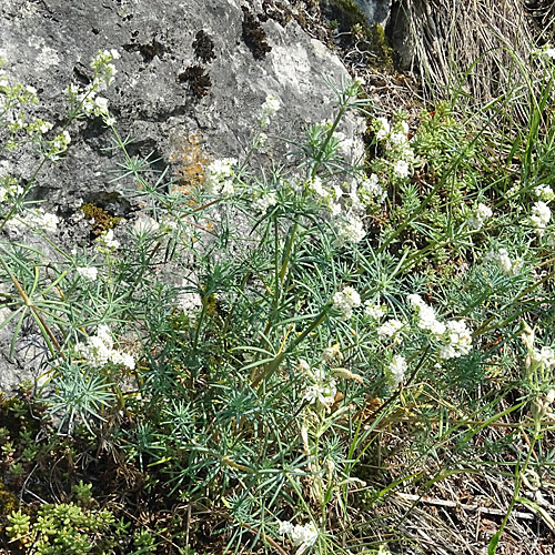 Blaugrünes Labkraut / Galium glaucum