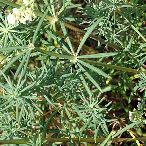 Blaugrünes Labkraut / Galium glaucum