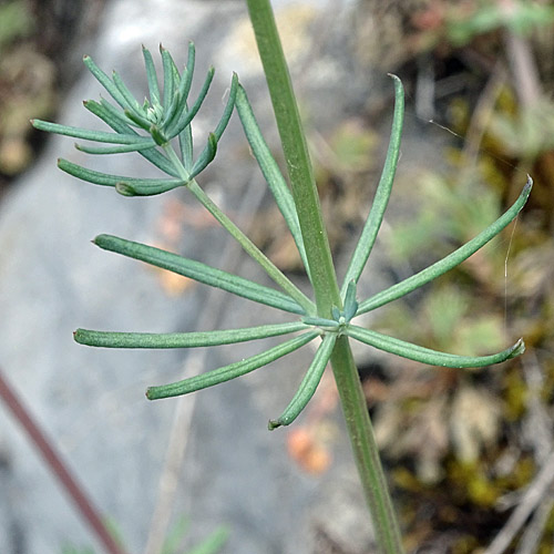 Blaugrünes Labkraut / Galium glaucum