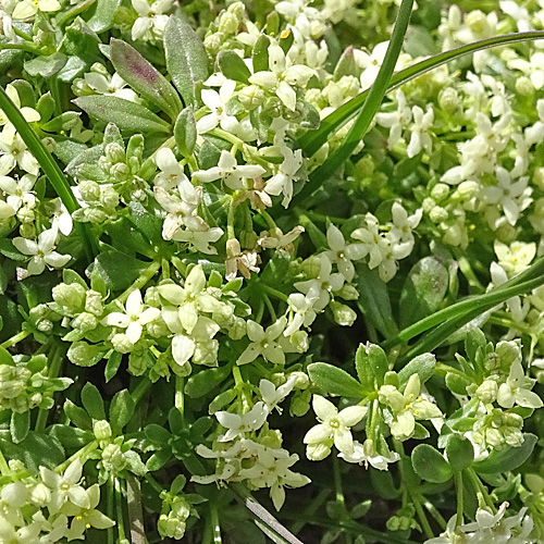 Schweizer Labkraut / Galium megalospermum