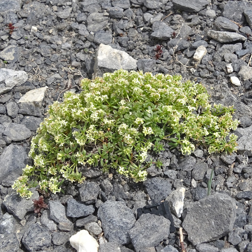 Schweizer Labkraut / Galium megalospermum