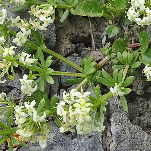 Schweizer Labkraut / Galium megalospermum