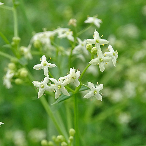 Gewöhnliches Wiesen-Labkraut / Galium mollugo