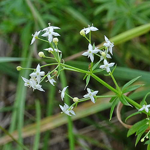 Gewöhnliches Wiesen-Labkraut / Galium mollugo