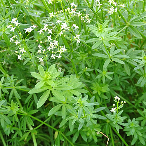 Gewöhnliches Wiesen-Labkraut / Galium mollugo