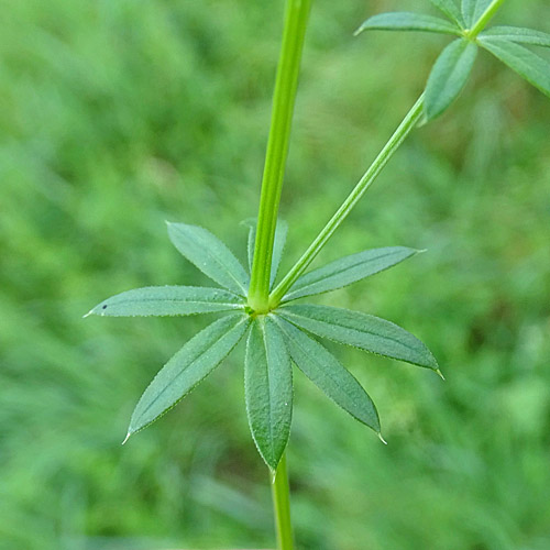 Gewöhnliches Wiesen-Labkraut / Galium mollugo