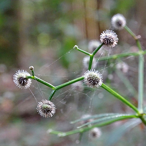 Waldmeister / Galium odoratum