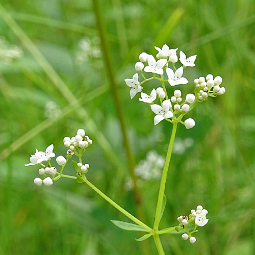 Sumpf-Labkraut / Galium palustre