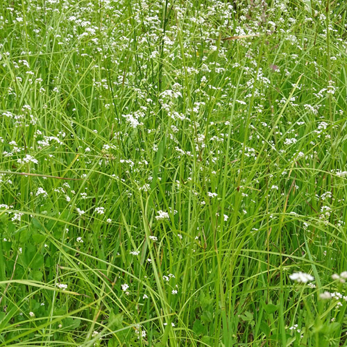 Sumpf-Labkraut / Galium palustre