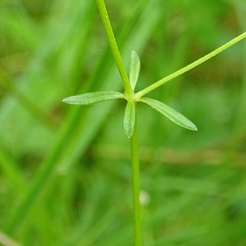 Sumpf-Labkraut / Galium palustre