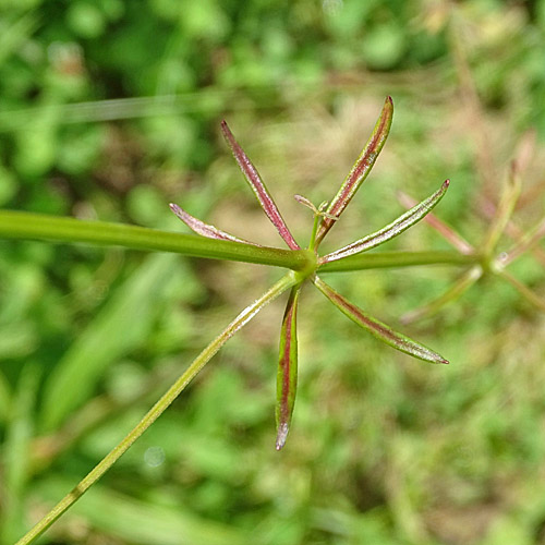 Sumpf-Labkraut / Galium palustre