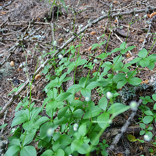 Rundblättriges Labkraut / Galium rotundifolium