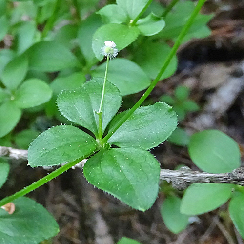 Rundblättriges Labkraut / Galium rotundifolium