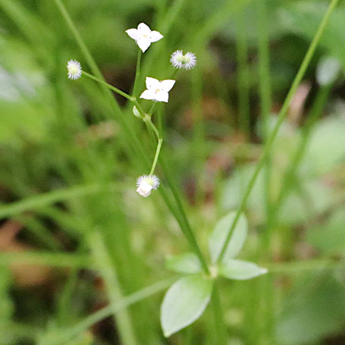 Rundblättriges Labkraut / Galium rotundifolium