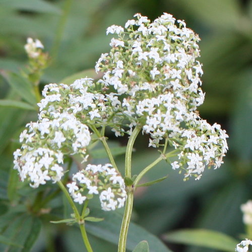 Krappartiges Labkraut / Galium rubioides