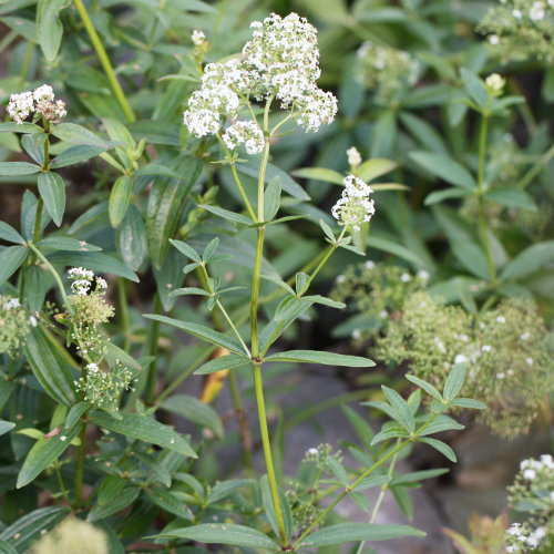 Krappartiges Labkraut / Galium rubioides