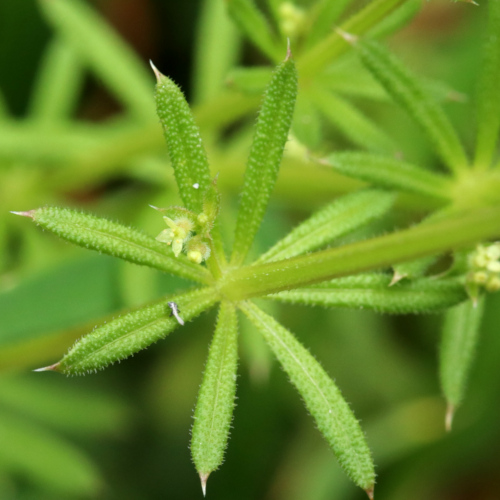 Falsches Kletten-Labkraut / Galium spurium