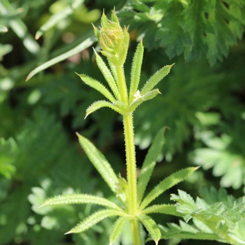 Falsches Kletten-Labkraut / Galium spurium