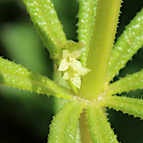 Falsches Kletten-Labkraut / Galium spurium