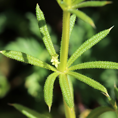 Falsches Kletten-Labkraut / Galium spurium