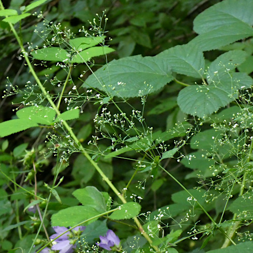 Wald-Labkraut / Galium sylvaticum