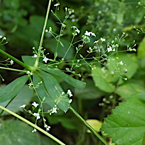 Wald-Labkraut / Galium sylvaticum