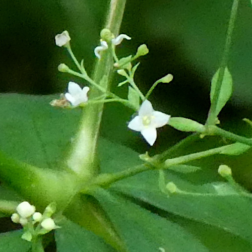 Wald-Labkraut / Galium sylvaticum