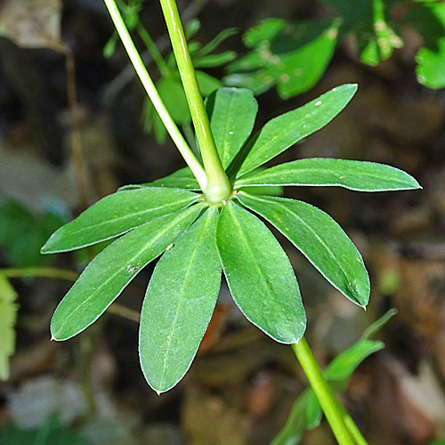 Wald-Labkraut / Galium sylvaticum