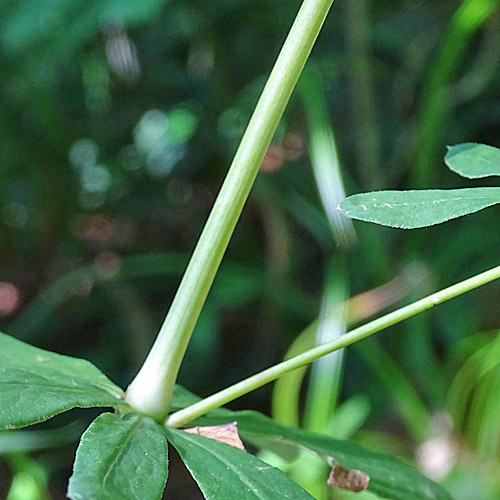 Wald-Labkraut / Galium sylvaticum