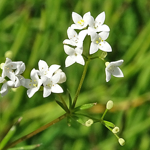 Moor-Labkraut / Galium uliginosum