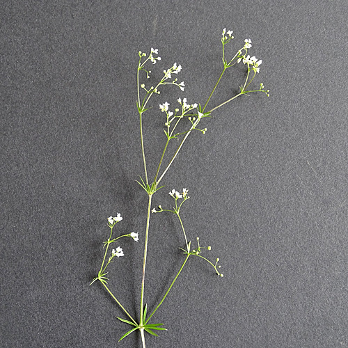 Moor-Labkraut / Galium uliginosum