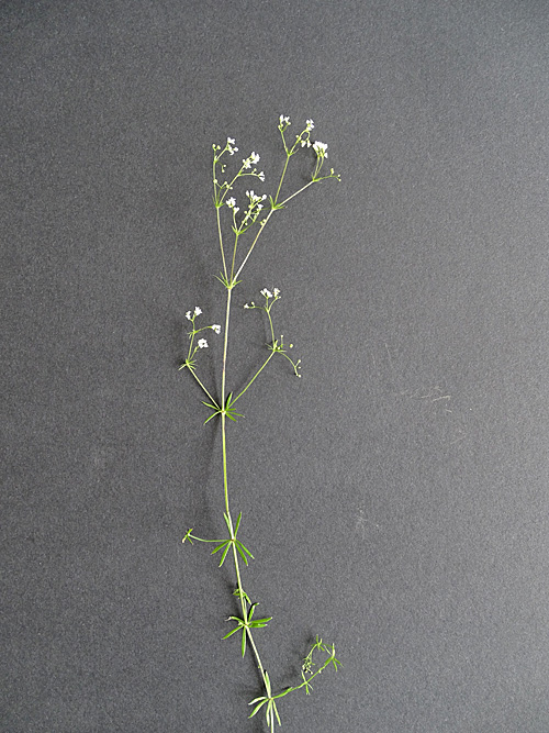 Moor-Labkraut / Galium uliginosum