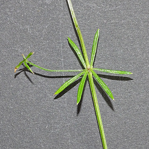 Moor-Labkraut / Galium uliginosum