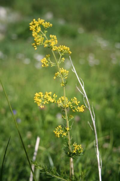 Echtes Labkraut / Galium verum