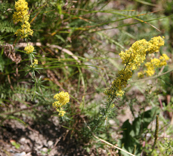 Echtes Labkraut / Galium verum